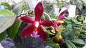 Phal. (mannii Dark x speciosa) Schwerte